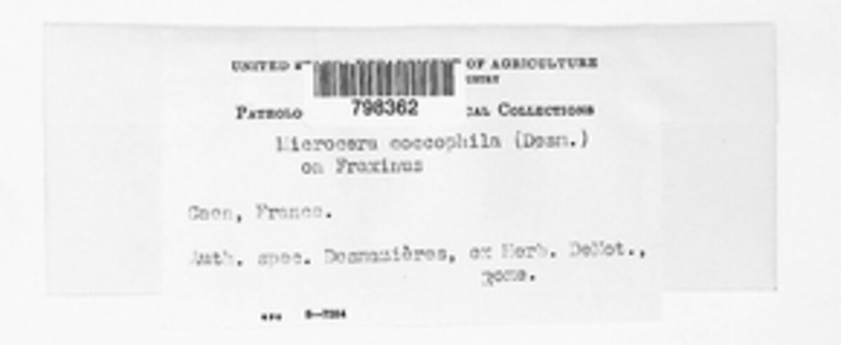 Microcera coccophila image